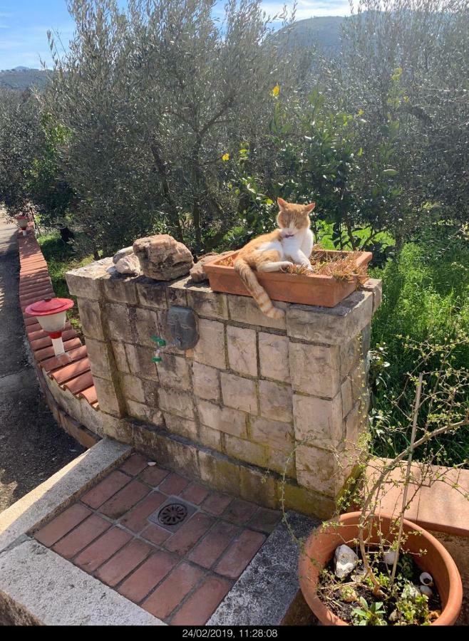 Casa Fra Gli Ulivi Di Giuseppe Pension Sonnino Buitenkant foto